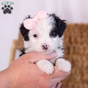 Kim, Mini Bernedoodle Puppy